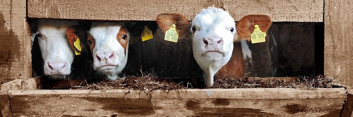 SEGURO PARA GANADEROS Y AGRICULTORES SEGURO PARA GANADEROS Y AGRICULTORES